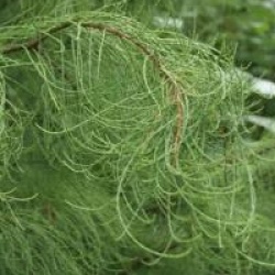 Taxodium distichum var. imbricatum 'Nutans'