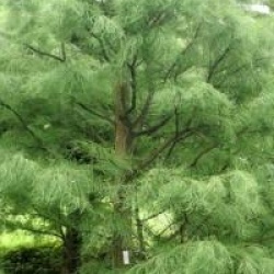 Taxodium distichum var. imbricatum 'Nutans'