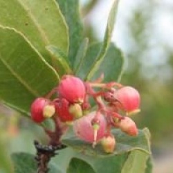 Arbutus unedo 'Roselily' - Arbousier � fleurs roses