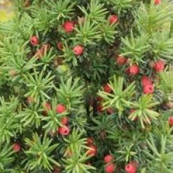 Taxus baccata