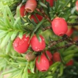 Taxus baccata - If commun