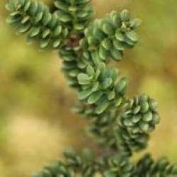 Taxus baccata 'Amersfoort'