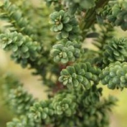 Taxus baccata 'Amersfoort'