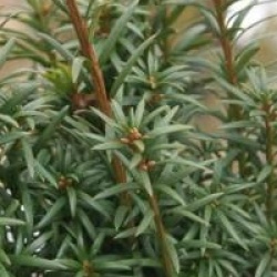 Taxus baccata 'Melfard'