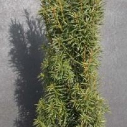 Taxus baccata 'Melfard'