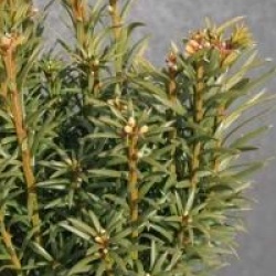Taxus baccata 'Melfard'