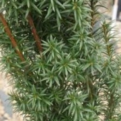 Taxus baccata 'Melfard'