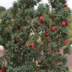 Taxus baccta 'Fastigiata'