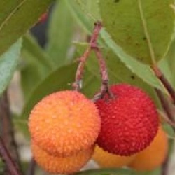 Arbutus unedo 'Rubra' - Arbousier � fleurs roses