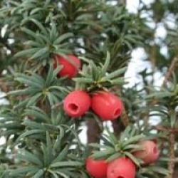 Taxus baccta 'Fastigiata'