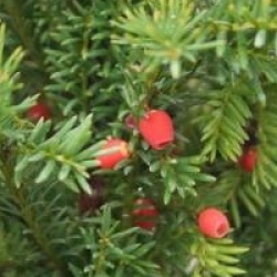 Taxus x media 'Strait Hedge' - If Strait Hedge