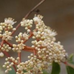 Tetradium daniellii - Euodia  daniellii