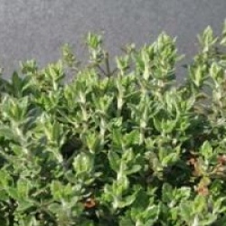 Teucrium chamaedrys