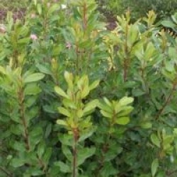 Arbutus unedo 'Rubra'