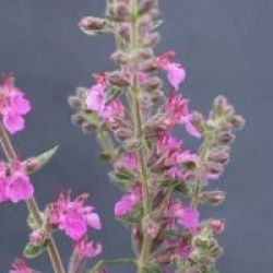 Teucrium chamaedrys