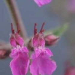 Teucrium chamaedrys