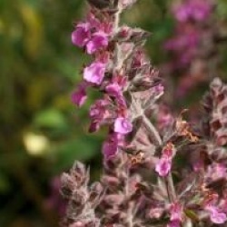 Teucrium chamaedrys