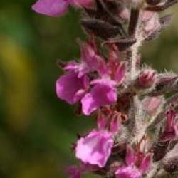 Teucrium chamaedrys