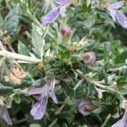 Teucrium fruticans