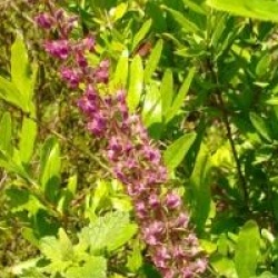 Teucrium hircanicum 'Paradise Delight'