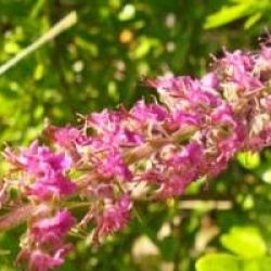 Teucrium hircanicum 'Paradise Delight'