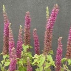 Teucrium hircanicum 'Paradise Delight'