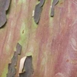 Arbousier andrachnoides