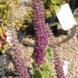 Teucrium hircanicum 'Paradise Delight'