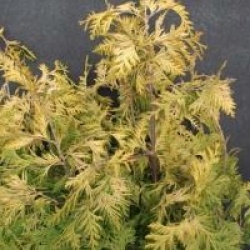 Thuja occidentalis 'Sunkist' - Thuya sunkist