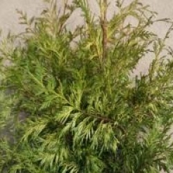 Thuja plicata 'Zebrina'