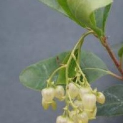 Arbutus x andrachnoides
