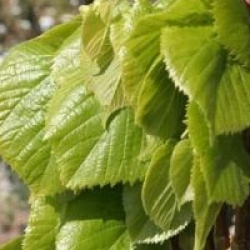 Tilia platyphyllos 'Zelzate' - Tilleul de hollande zelzate