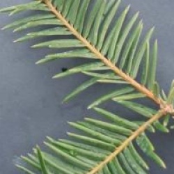 Torreya de Californie