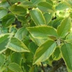 Aristotelia chinensis 'Variegata'