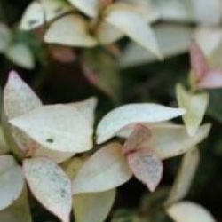 Trachelospermum 'Chameleon'