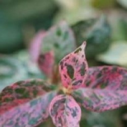 Jasmin d'Asie tricolore