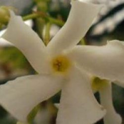 Trachelospermum jasminoides - Jasmin �toil�