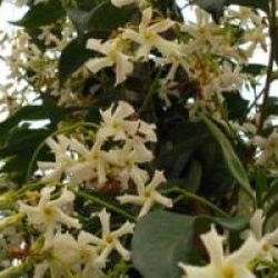 Trachelospermum jasminoides