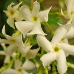 Trachelospermum jasminoides