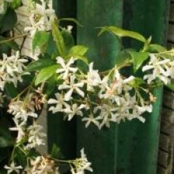 Trachelospermum jasminoides