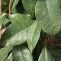 Trachelospermum jasminoides