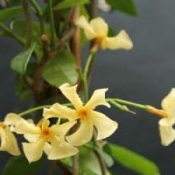 Trachelospermum asiaticum - Jasmin �toil� d'Asie