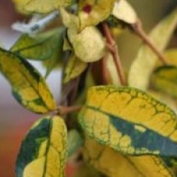 Trachelospermum asiaticum 'Summer Sunset'