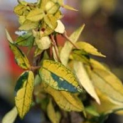 Trachelospermum asiaticum 'Summer Sunset'