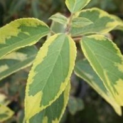 Aristotelia chinensis 'Variegata' - Aristotelia panach�