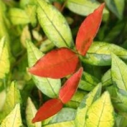 Trachelospermum asiaticum 'Summer Sunset'