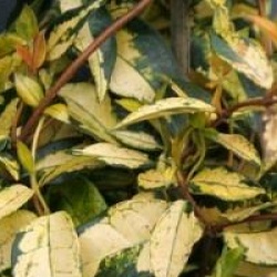 Trachelospermum asiaticum 'Summer Sunset'