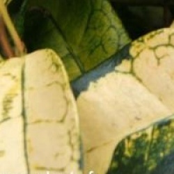 Trachelospermum asiaticum 'Summer Sunset'