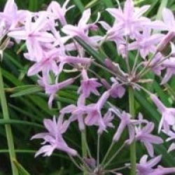 Tulbaghia panach�