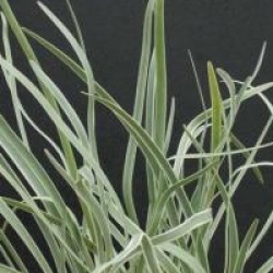 Tulbaghia violacea 'Silver Lace'